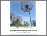 [thumbnail of NICHE Monograph Publication]