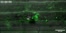[thumbnail of Movie 4.1 LTI6b TMD GFP_Pwl2 mRFP_BIC formation from 23 hpi.avi]