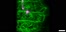 [thumbnail of Movie 6.3 3D 22hpi_infected_actin 9fps.avi]