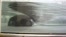[thumbnail of Video_file_3_(bubble_trapped_in_flow_downstream_of_hemisphere).wmv]