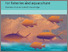 [thumbnail of FAO-2009-CCimplications-for-fisheries.pdf]