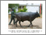[thumbnail of 2013ColmanJAPhD.pdf]
