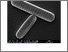 [thumbnail of bmc-genomics]