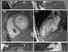 [thumbnail of Figure 3]
