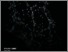 [thumbnail of Market Power: THe Inequality Connection]