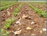 [thumbnail of HE 240223 Final PhD Thesis.pdf]