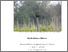 [thumbnail of NZ 240327 Final PhD thesis.pdf]