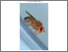 [thumbnail of CM 240504 Final MScR thesis.pdf]